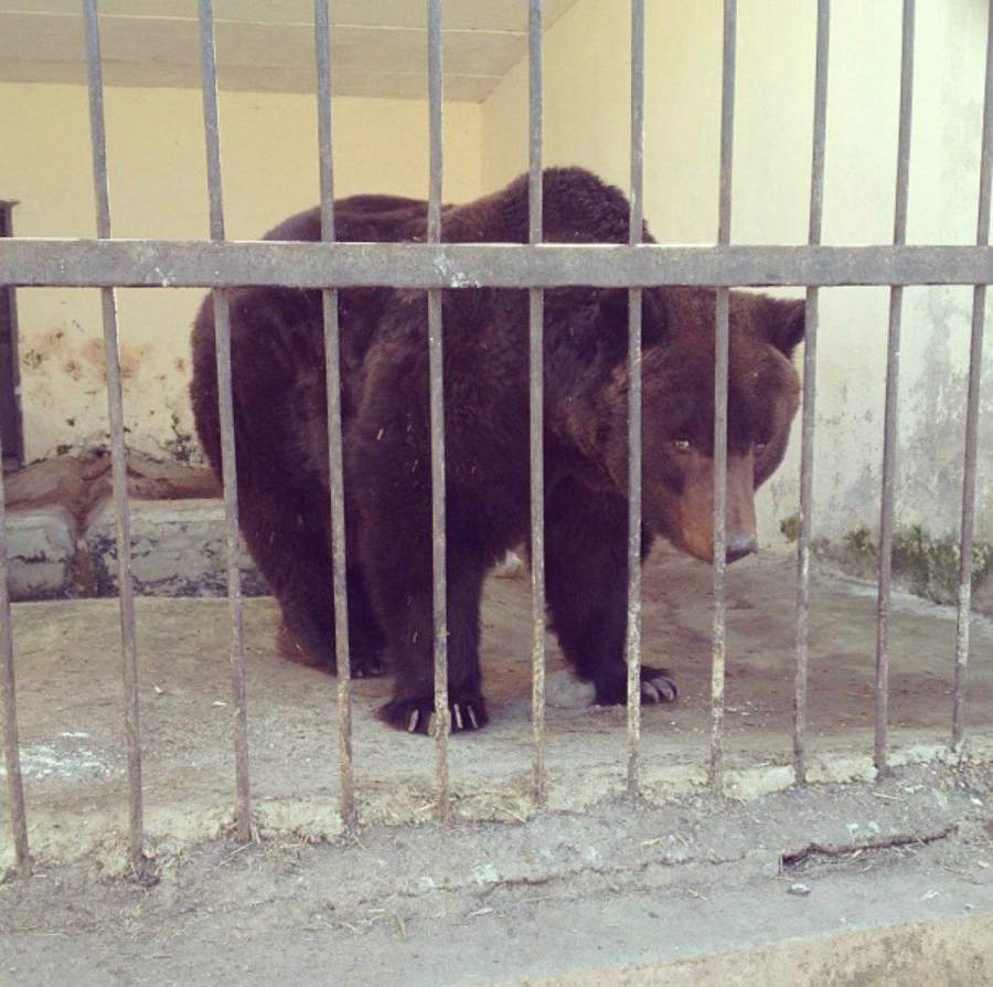 В Казанском зооботсаде скончался бурый медведь Кучум (фото из открытых источников)